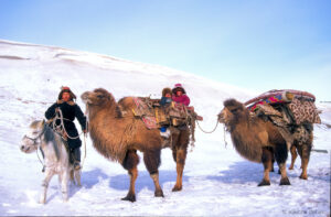 les nomades kazakh de l'Ouest de la Mongolie utilisent leurs aigles pour chasser des renards ou des lièvres, et parfois même des loups.