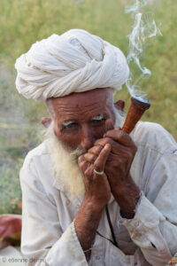les Bishnois, profondément écologistes, respectent toute forme de vie, animaux et plantes, et vivent dans des villages au Sud de Jodhpur.