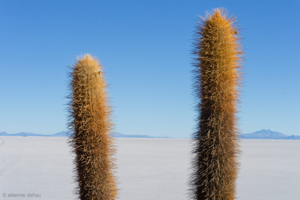 cactus sur l'île des Pêcheurs d'où l'on a une vue sur le salar, la plus grande réserve de sel de Bolivie.
