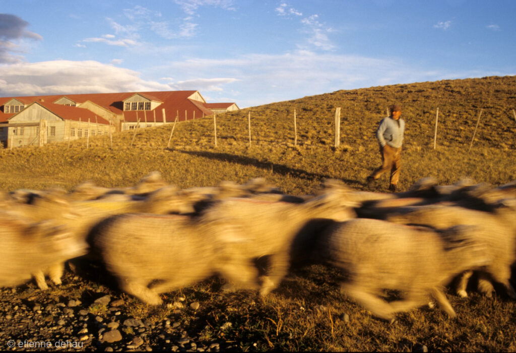troupeau de moutons devant l'estancia de Cancha Carrera, à la frontière de L'Argentine et du Chili.