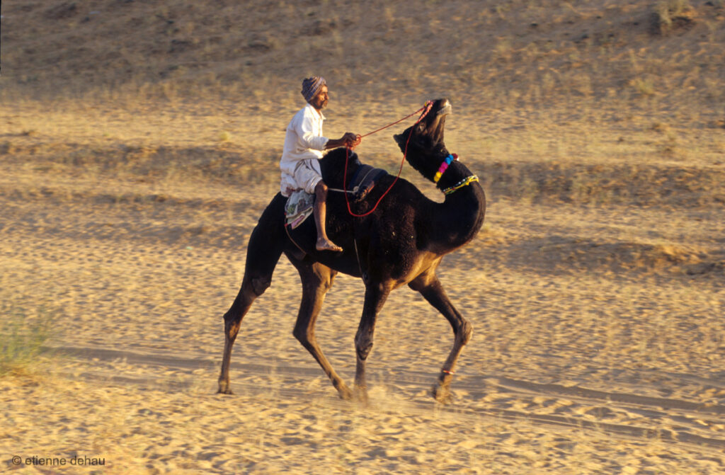 les dromadaires du désert de Thar sont utilisés aussi bien pour se déplacer que pour transporter des charges.