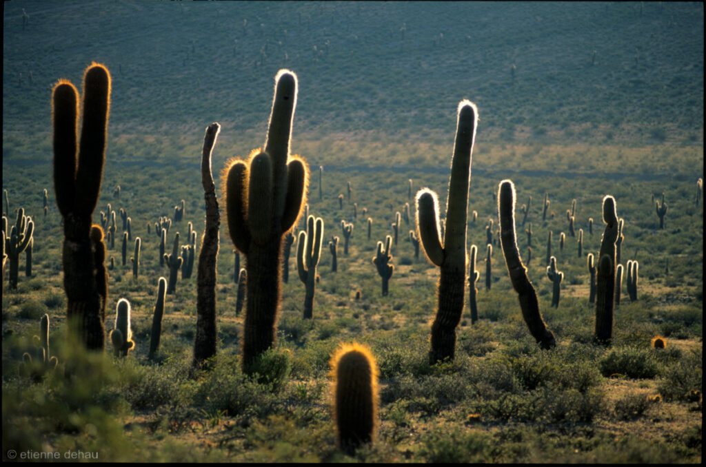 champ de cardon,  cactus endémique du Nord de l'Argentine.