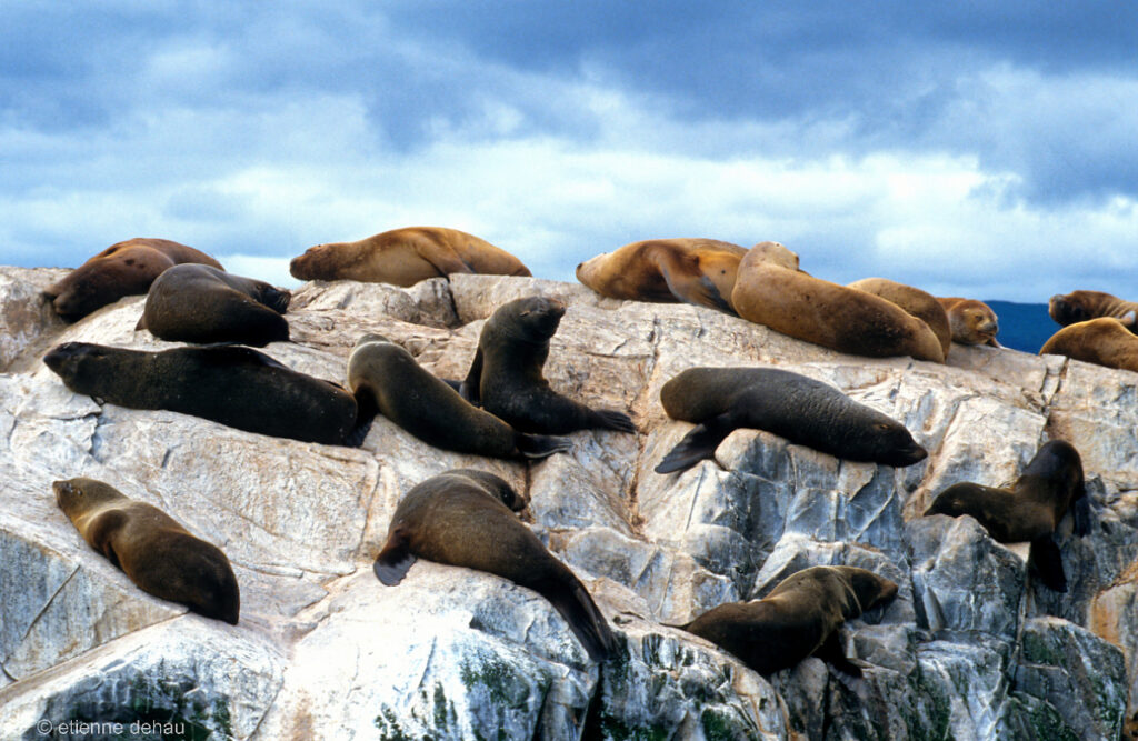 Les loups de mer sont plus grands et avec un pelage moins dense que les lions de mer.