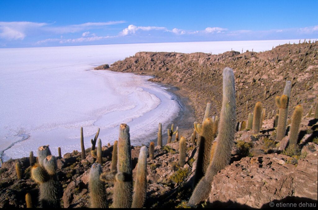 cactus sur l'île des Pêcheurs qui offre une magnifique vue sur le salar.