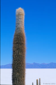 cactus sur l'île des Pêcheurs su salar d'Uyuni.