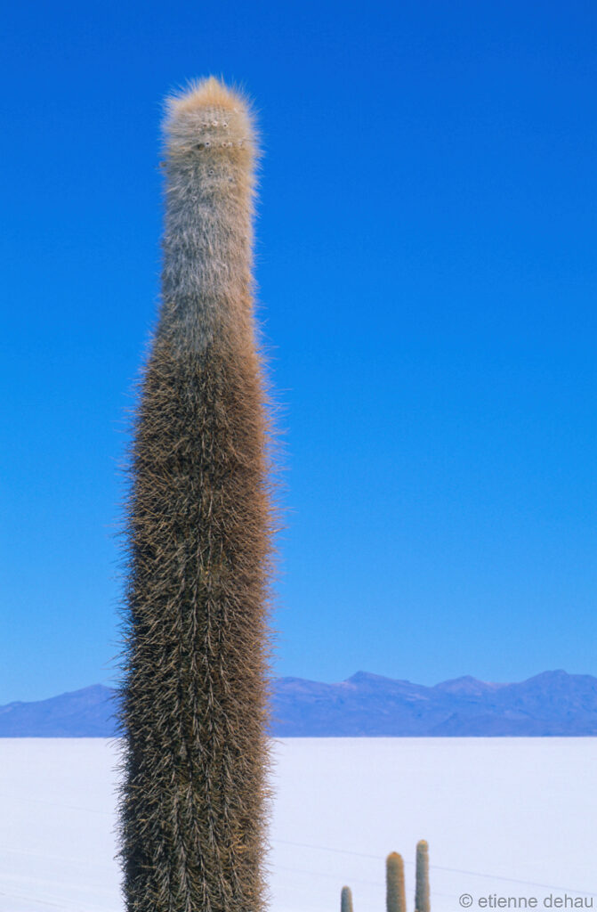 cactus sur l'île des Pêcheurs