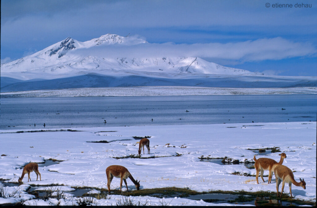 Vigognes devant un paysage enneigé dans le parc de Lauca, au Nord du Chil.