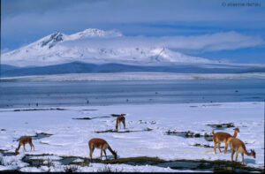 Vigognes devant un paysage enneigé dans le parc de Lauca, au Nord du Chil.