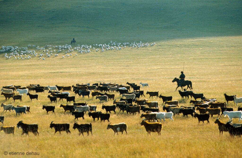 nomades conduisant leurs troupeaux à travers  la steppe vers le campement où se trouvent leurs yourtes.