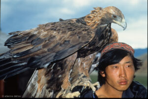 les nomades kazakh de l'Ouest de la Mongolie utilisent leurs aigles pour chasser des renards, des lièvres, et parfois même des loups.