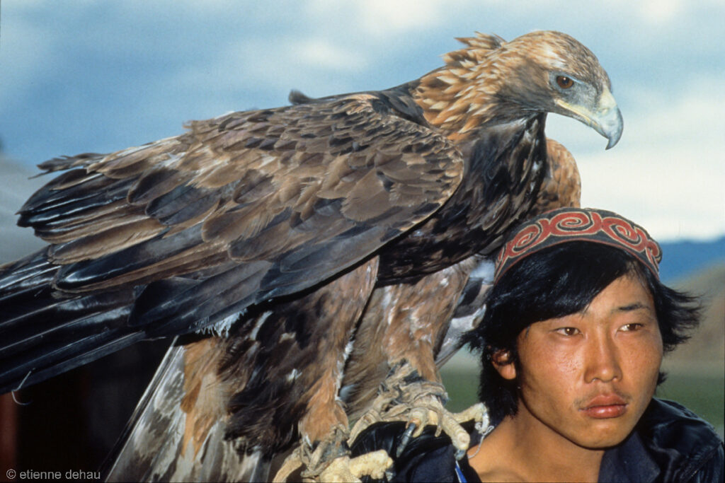 les nomades kazakh de l'Ouest de la Mongolie utilisent leurs aigles pour chasser des renards, des lièvres, et parfois même des loups.