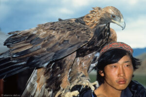 les nomades kazakh de l'Ouest de la Mongolie utilisent leurs aigles pour chasser des renards, des lièvres, et parfois même des loups.
