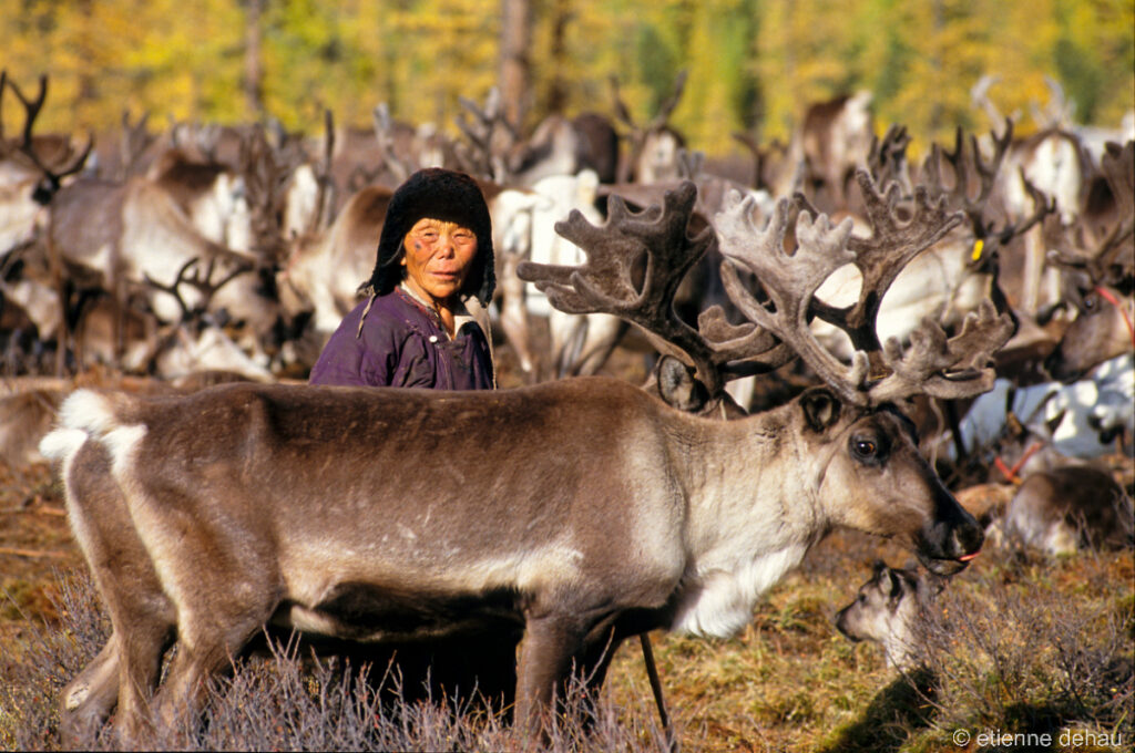 Les nomades Tsaatan, vivant sous des urt,  s'occupent de leurs troupeaux de rennes, dans le Nord de la Mongolie.