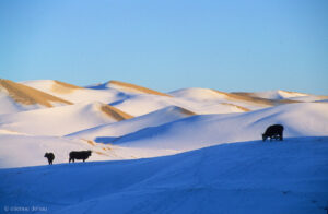 l'hiver le désert de Gobi se couvre souvent de neige et les températures atteignent -40°C