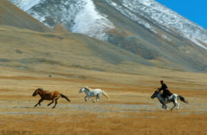 nomade kazakh à la poursuite de ses chevaux dans les immensités  montagneuses de l'Ouest de la Mongolie.