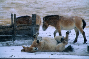 les chevaux de Przewalski, en voie d'extinction, ont été réintroduits en Mongolie dans une réserve en semi-liberté, à Khustai Nuruu.