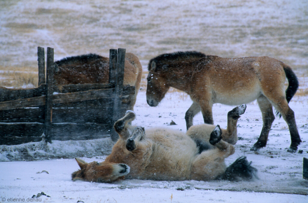 les chevaux de Przewalski, en voie d'extinction, ont été réintroduits en Mongolie dans une réserve en semi-liberté, à Khustai Nuruu.