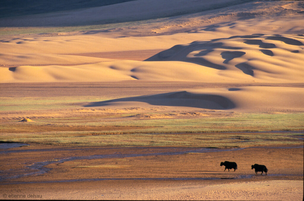 Les dunes de Khongoryn els sont bordées par des zones de pâture pour les troupeaux, que favorise la présence d'une  rivière.