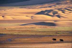 Les dunes de Khongoryn els sont bordées par des zones de pâture pour les troupeaux, que favorise la présence d'une  rivière.