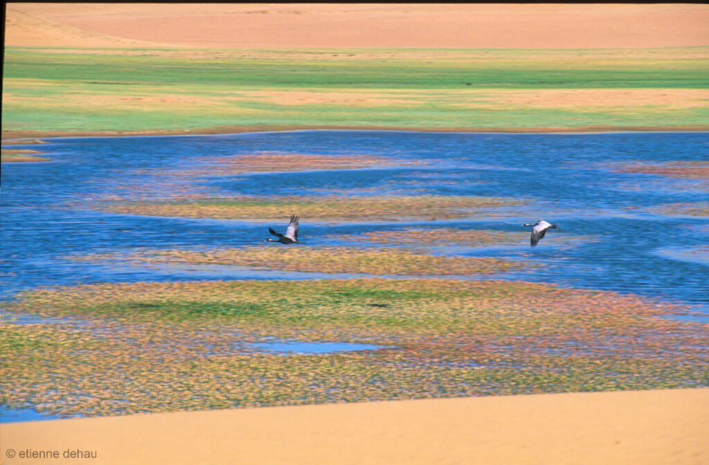 la Mongolie se trouve sur les voies traditionnelles de migration de nombreuses espèces d'oiseaux.
