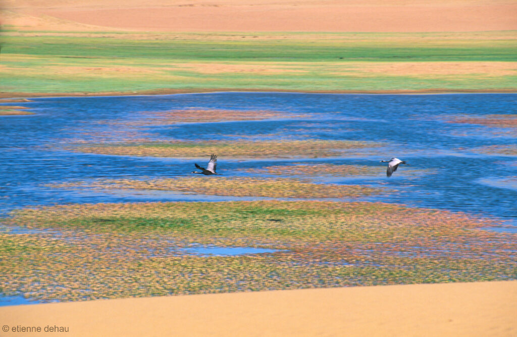 la Mongolie se trouve sur les voies traditionnelles de migration de nombreuses espèces d'oiseaux.