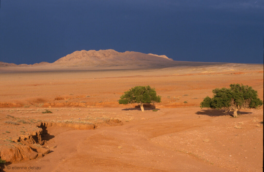 deux 'saxaoul' dont les chameaux mangent les feuilles, ont réussi à pousser au milieu du désert de sable rouge, près de Bayanzag.
