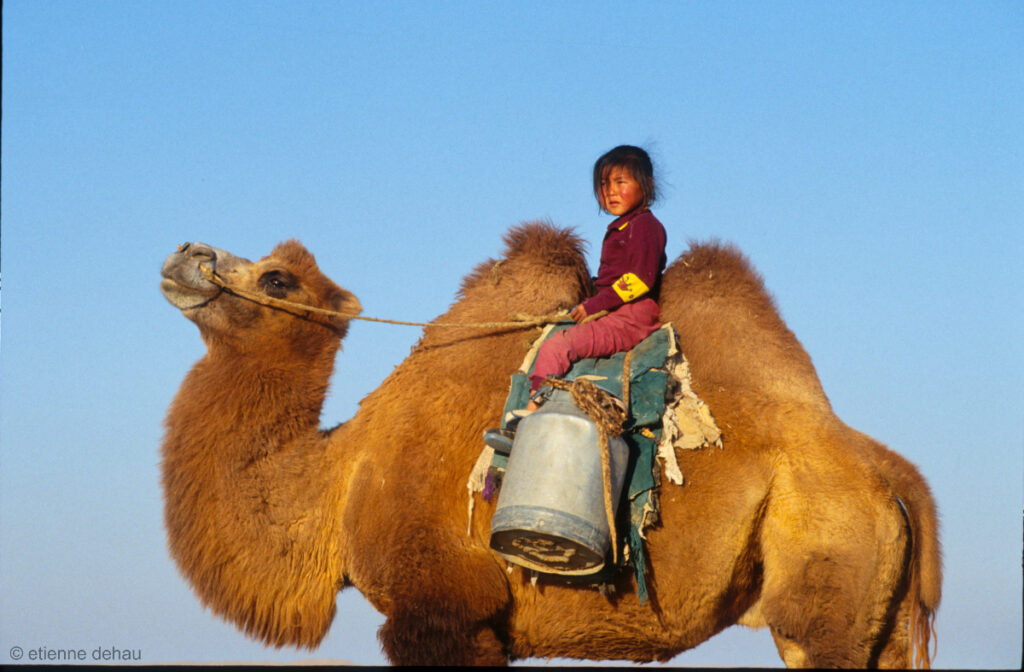 Les enfants nomades du désert de Gobi  participent aux tâches de la famille, comme par exemple  aller chercher de l'eau à dos de chameau.
