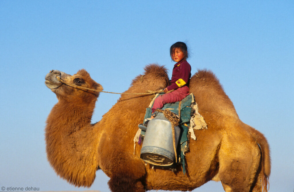 Les enfants nomades du désert de Gobi  participent aux tâches de la famille, comme par exemple  aller chercher de l'eau à dos de chameau.