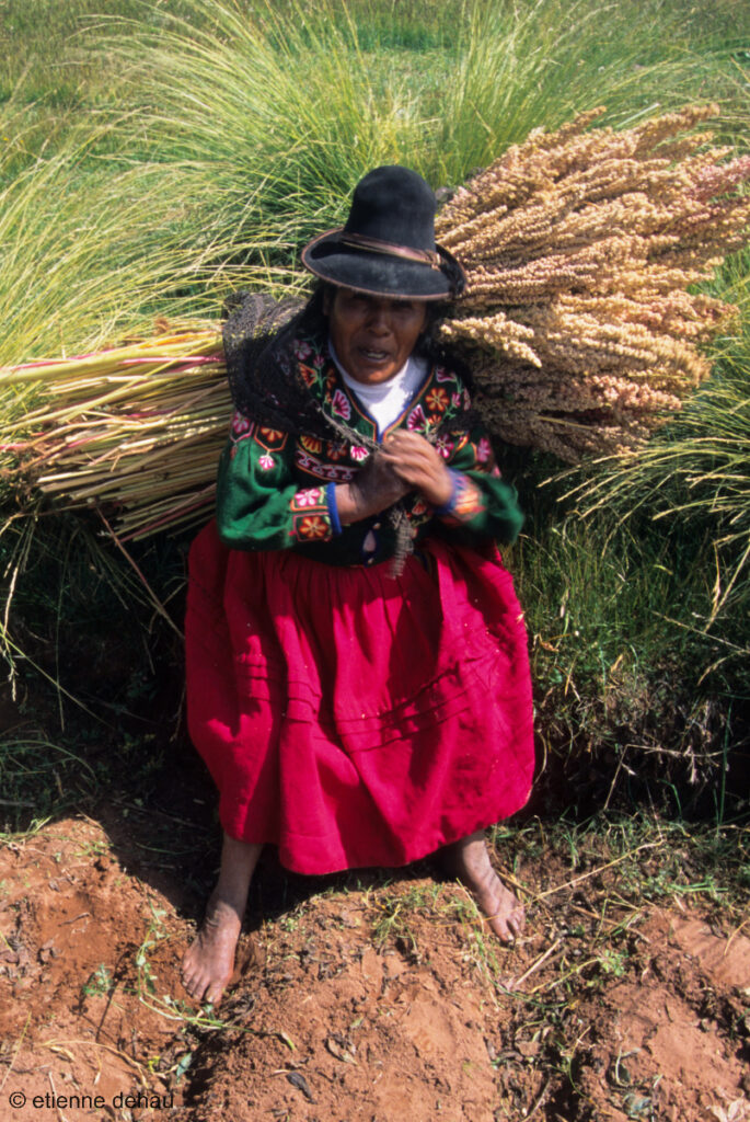 des champs parsemés  entourent le lac Titicaca, essentiellement des cultures familiales de pommes de terre et de quinoa.