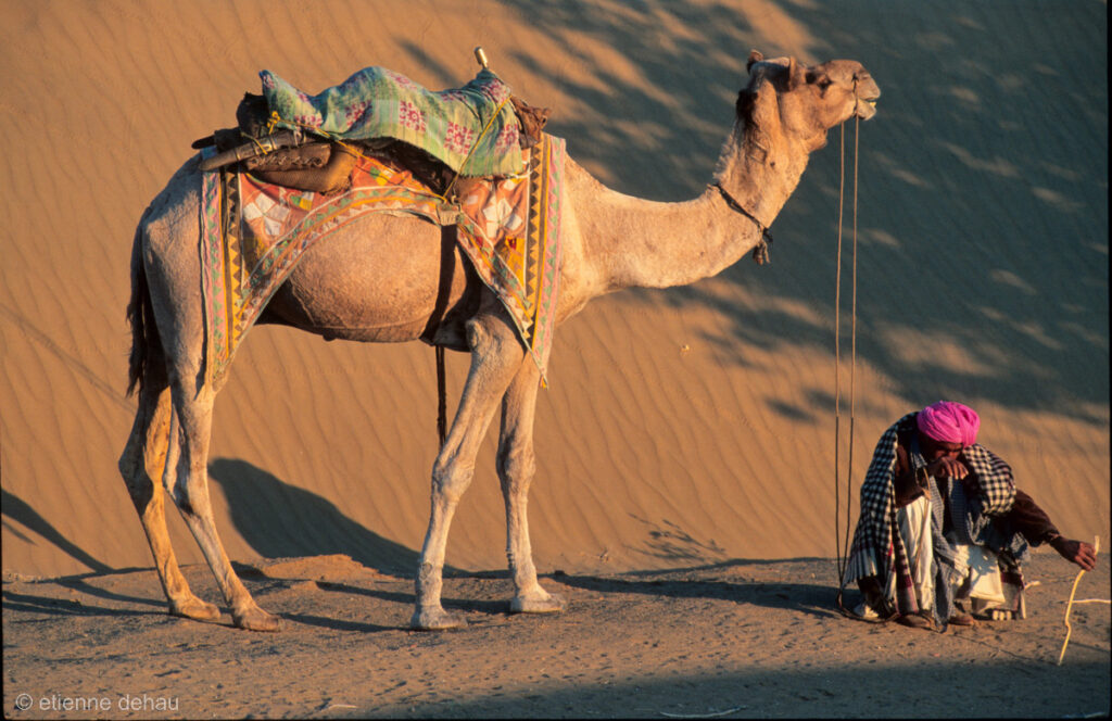 les dromadaires du désert de Thar sont utilisés aussi bien pour se déplacer que pour transporter des charges.