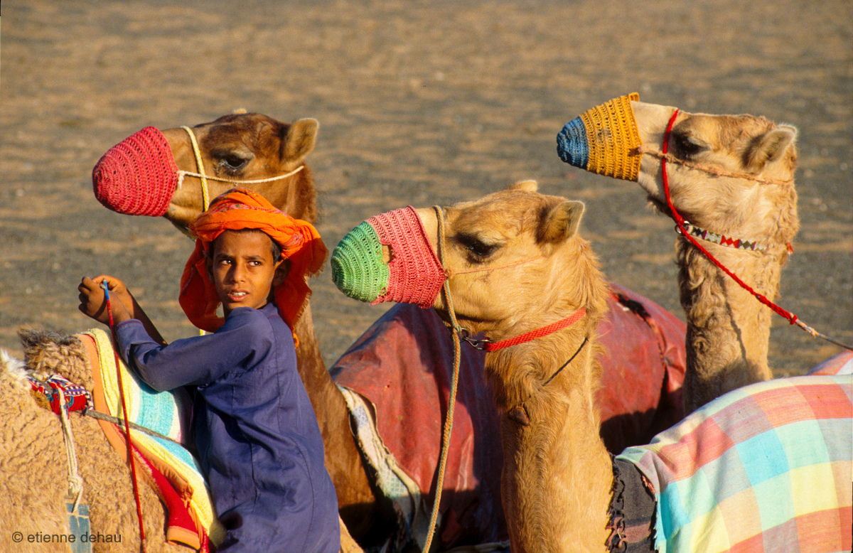 camel's race