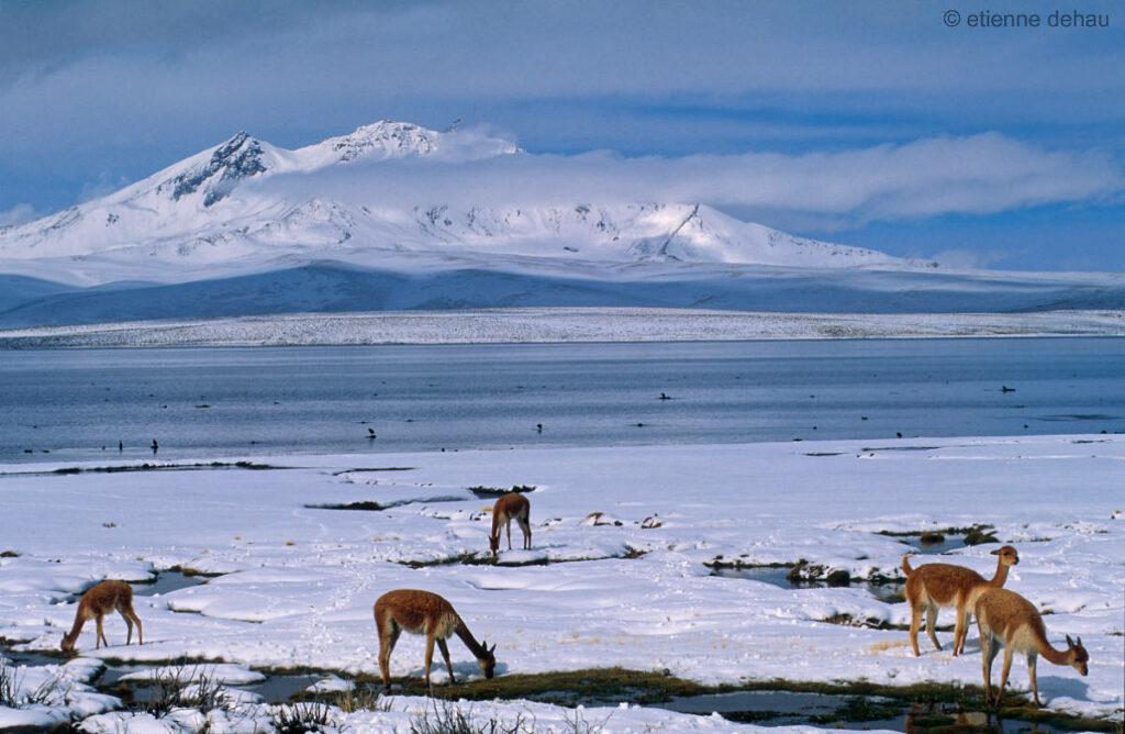 Vigognes devant un paysage enneigé dans le parc de Lauca, au Nord du Chil.