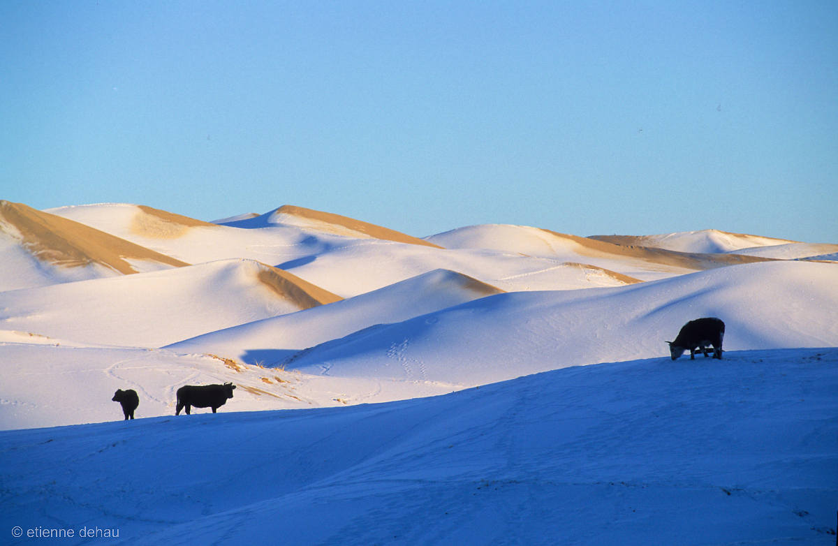 vaches dans les dunes enneigées du désert de Gobi, au cours de l'hiver mongol