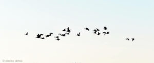 vol d'oiseaux dans le golfe du Morbihan en Bretagne