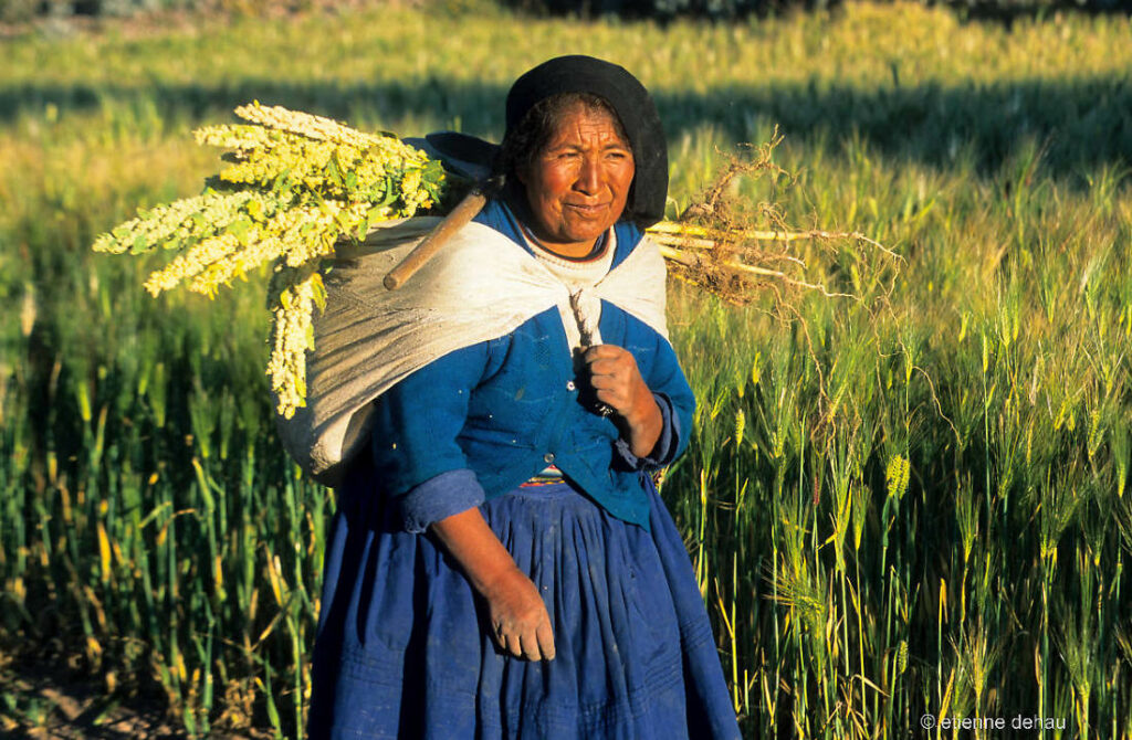 des champs parsemés  entourent le lac Titicaca, essentiellement des cultures familiales de pommes de terre et de quinoa.