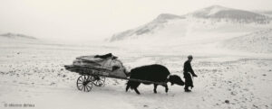 nomade mongol transportant sa yourte vers un nouveau campement