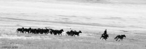nomade conduisant son troupeau à travers la steppe en Mongolie
