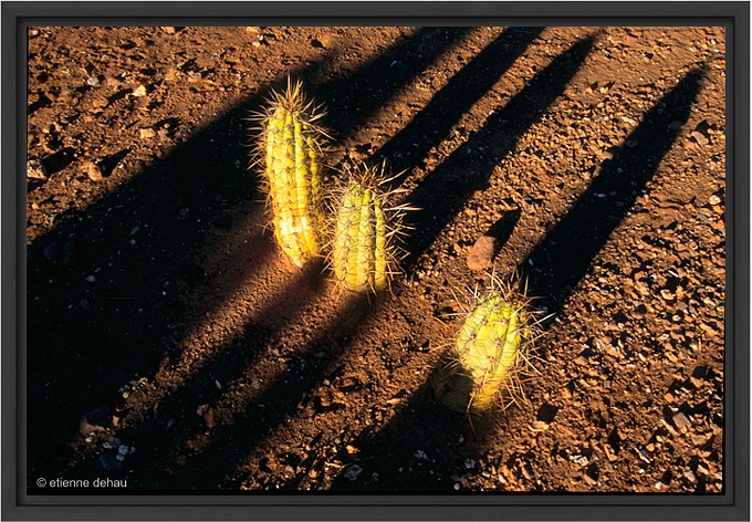 bolivie-cactus-altiplano cactus dans l'Altiplano en Bolivie