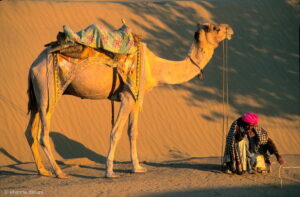 nomade Raika et son dromadaire dans les dunes du désert de Thar au Rajasthan