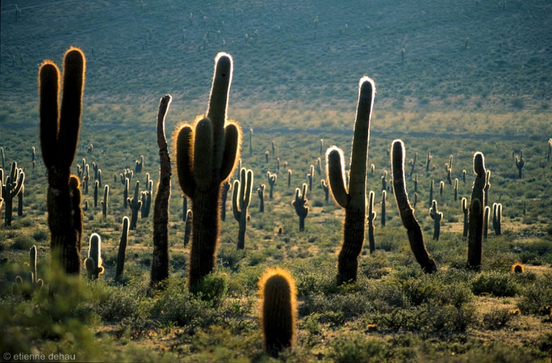 cactus de la recta del Tin Tin près de Cachi au nord-ouest de l'Argentine