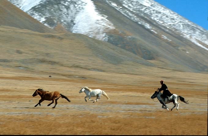 nomad chasing his horses in the mountains of western Mongolia