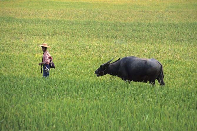 chine-buffle-riziere homme guidant son buffle à travers les rizières du sud de la Chine