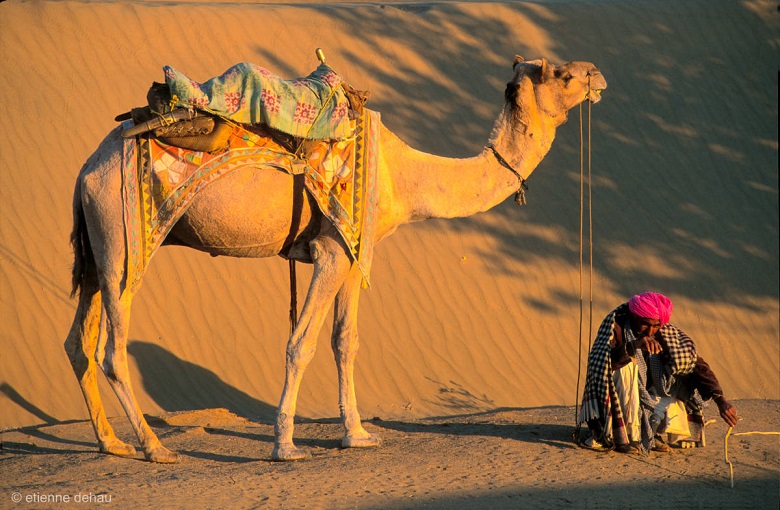 desert-camel-rajasthan-india camel driver with his dromedary in the sand dunes of the Thar Desert in Rajasthan, India