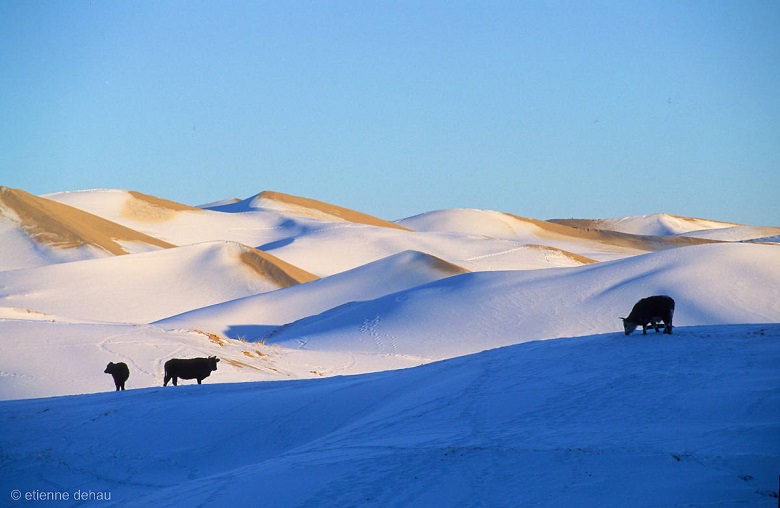 desert-cows-snow-mongolia Cows in the snow-covered sand dunes in the Gobi Desert in Mongolia