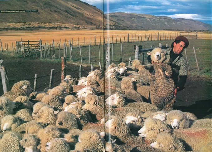gaucho avec son troupeau de moutons de Patagonie au Chili