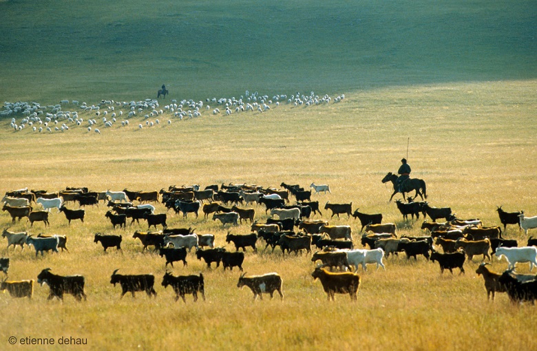 conduite du troupeau nomade conduisant son troupeau de moutons et de chèvres à travers la steppe en Mongolie