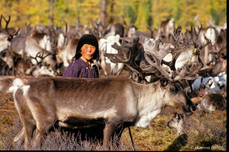 Tsaatan nomadic woman with her herd of reindeer in northern Mongolia