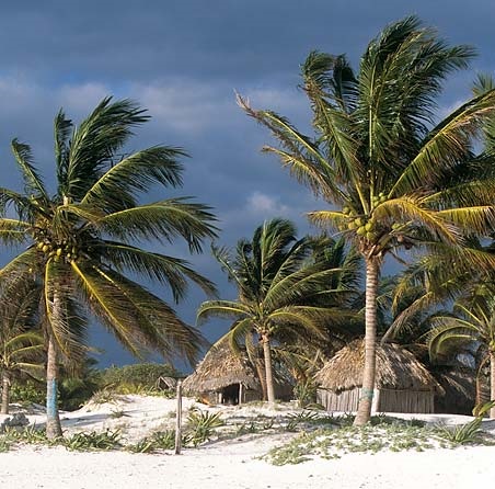 tulum-yucatan-mexique cocotiers et cabanas sur la plage de Tulum dans le Yucatan au Mexique