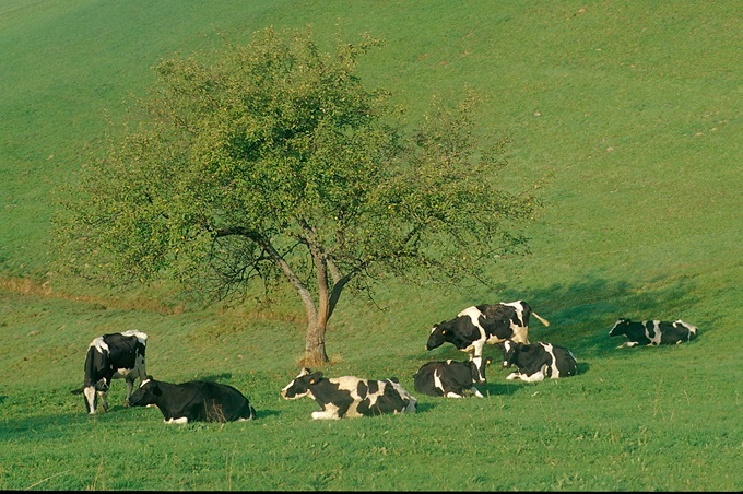herd of cows in Alsace and France