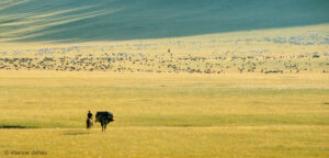 conduite du troupeau dans la steppe mongole